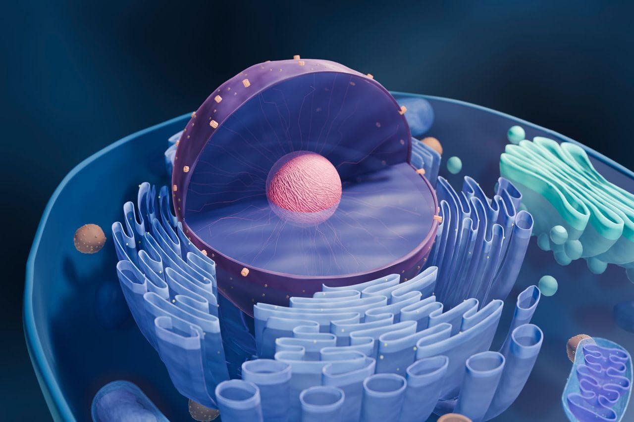 Cellular illustration — NAD+ works at the cellular level